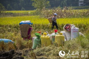 貴州務(wù)川 有機稻谷種植研發(fā)助力水稻豐收忙