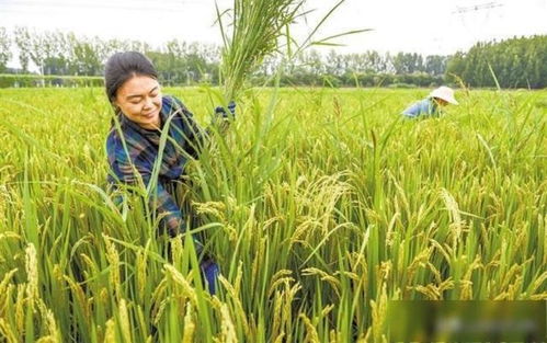 保定效益雙贏 涿州水稻種植歷史、國稻種芯與中國水稻節(jié)的有機(jī)融合